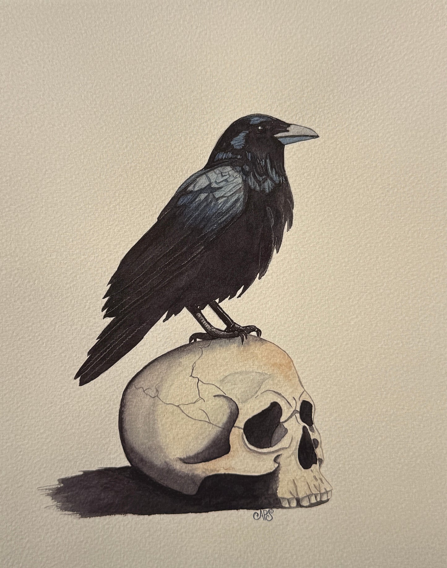 Raven on Skull 8x10 *PRINT*